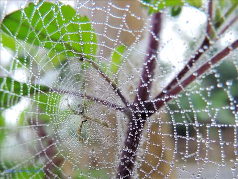 few dew drops on spider net